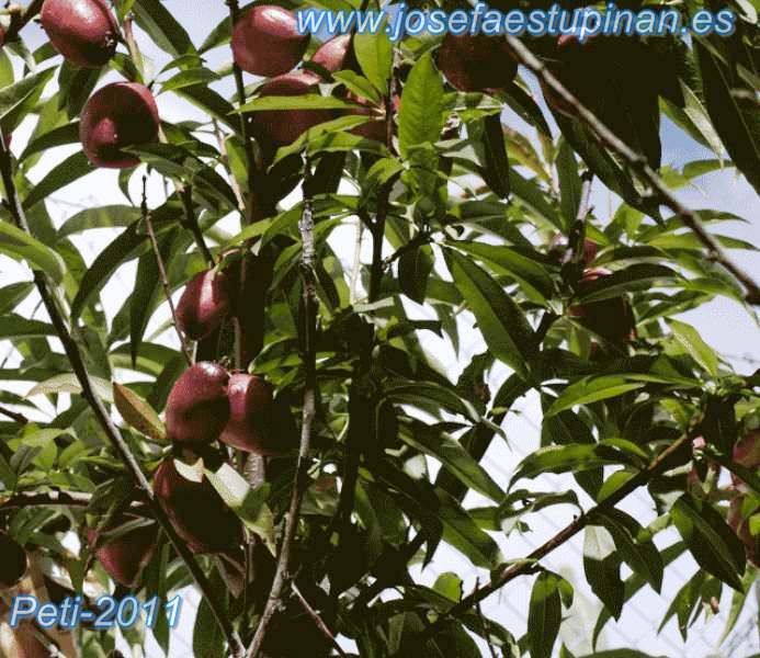 mermelada_nectarina_00 Mermelada de nectarina - Las Otras Recetas